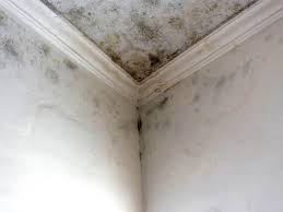 Forensic Mold Investigation in Shrewsbury, PA